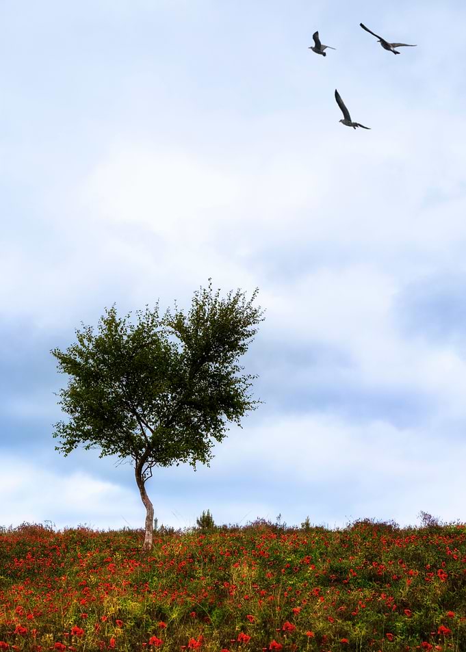 spring tree