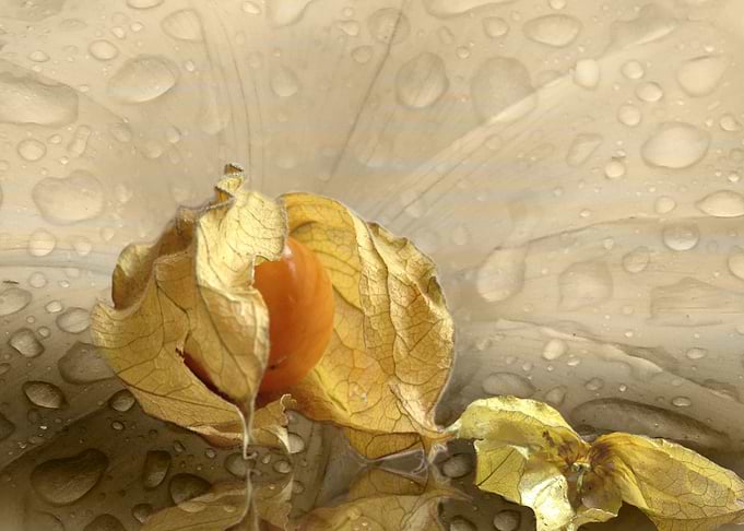 Physalis 3 CB