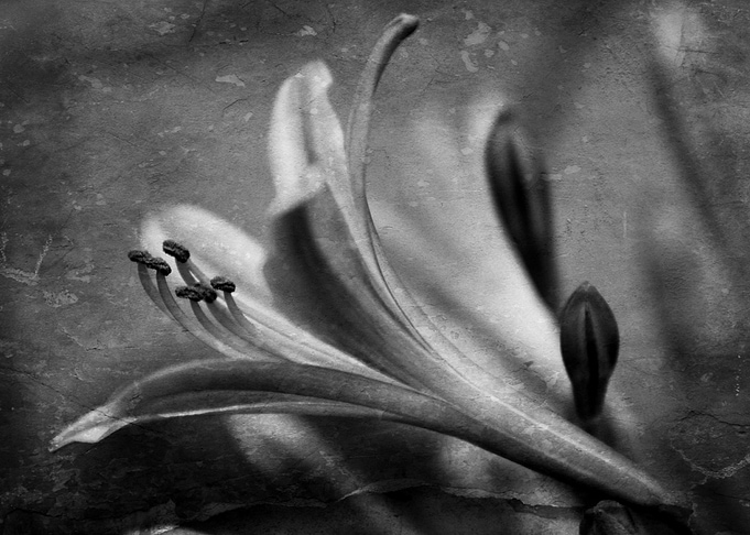 Agapanthus Beautiful textured black and white macro of ...