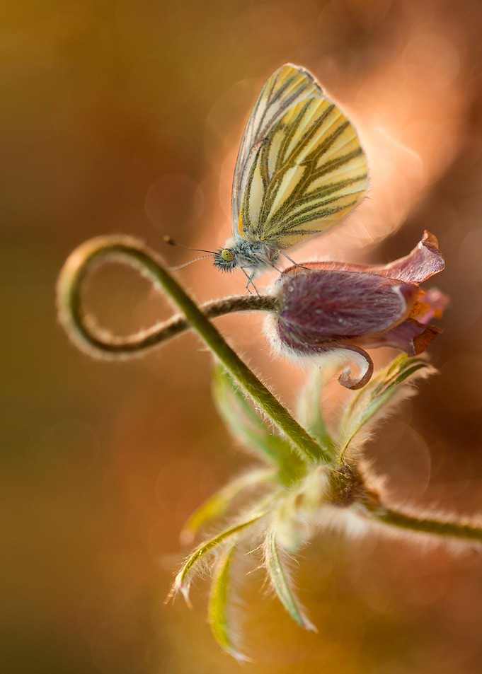 Macro impression with small butterfly and pasque flower ...