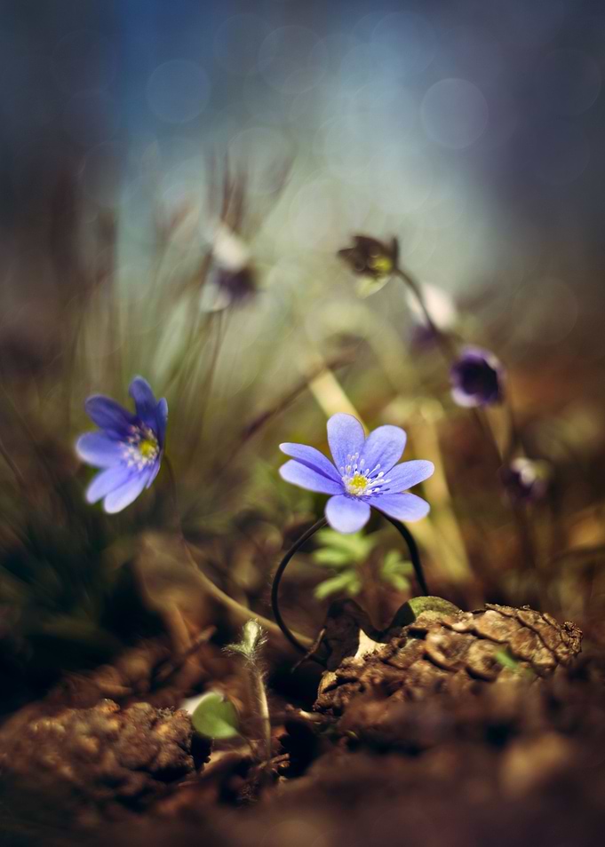 Close up blooming Hepatica