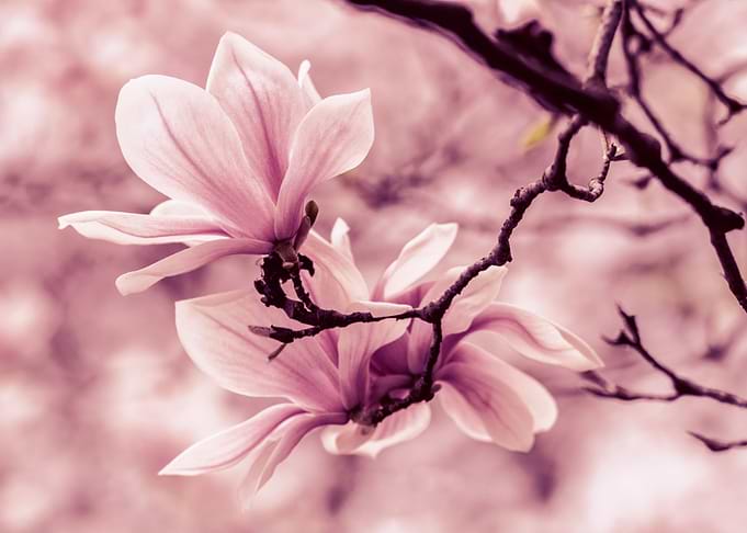 Spring impression with pink magnolias