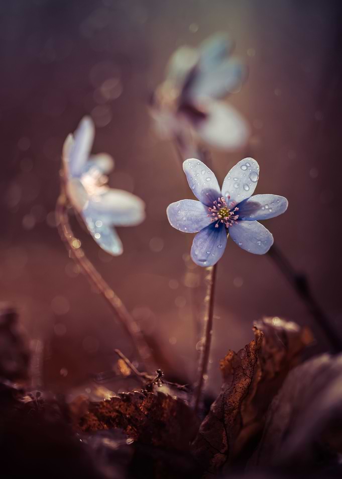 Close up of a blooming flowers with blue petals