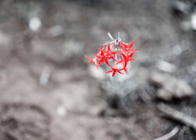Scarlet Gilia