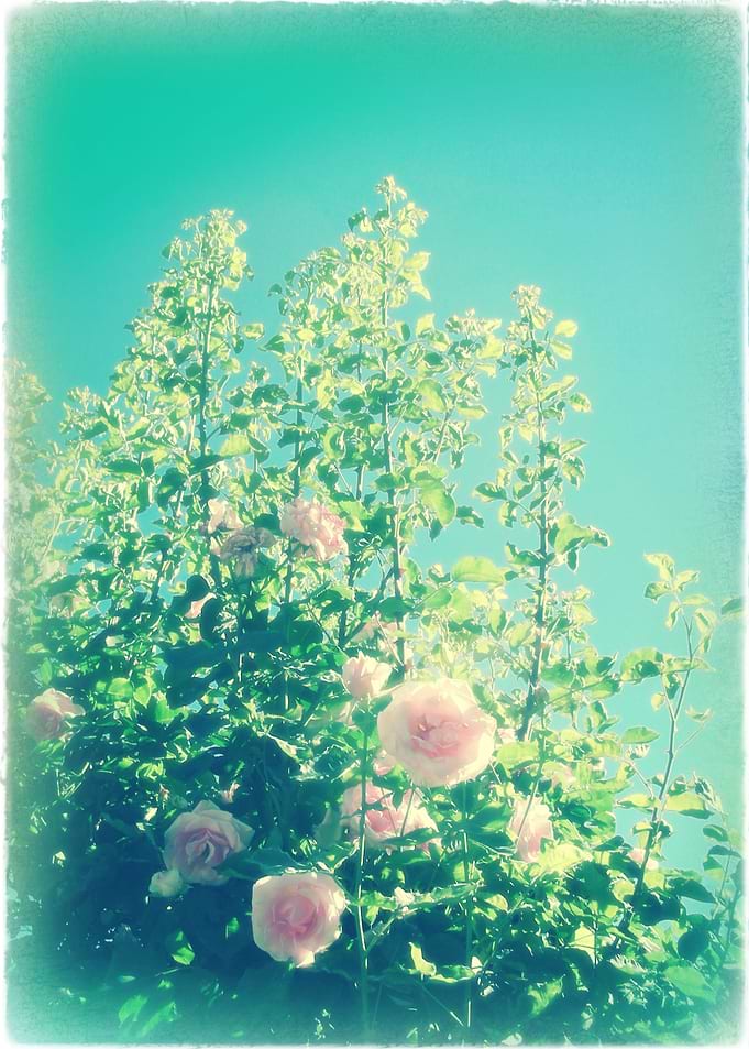Wild Roses