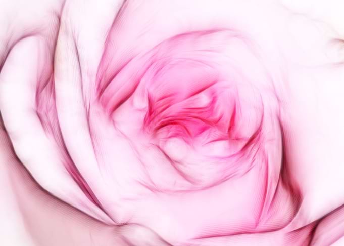 Fresh rose