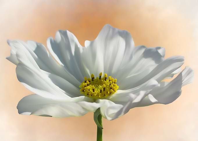 Pure cosmos