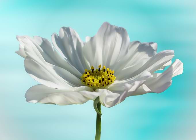 White cosmos