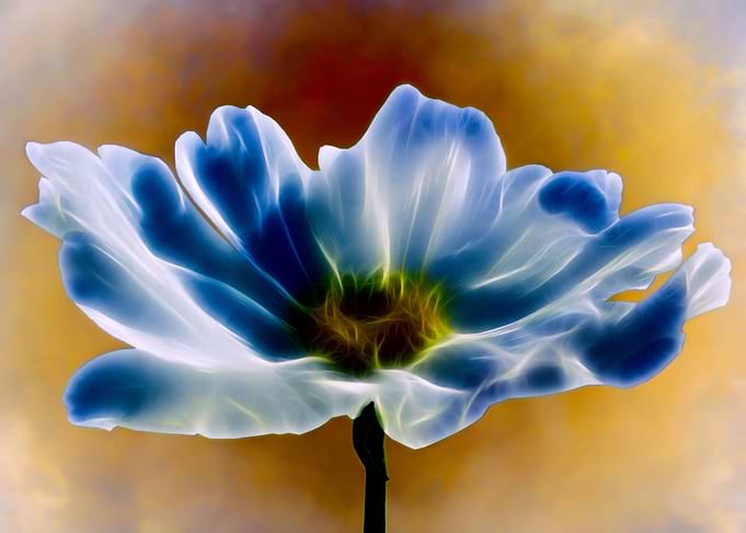 Blue cosmos