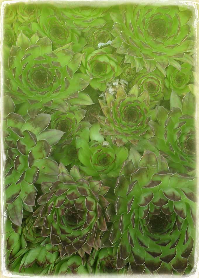 Green Floral Cactus
