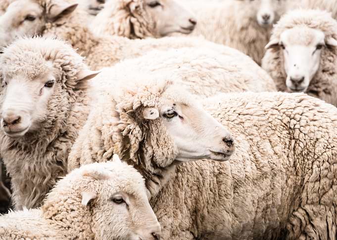 Sheep