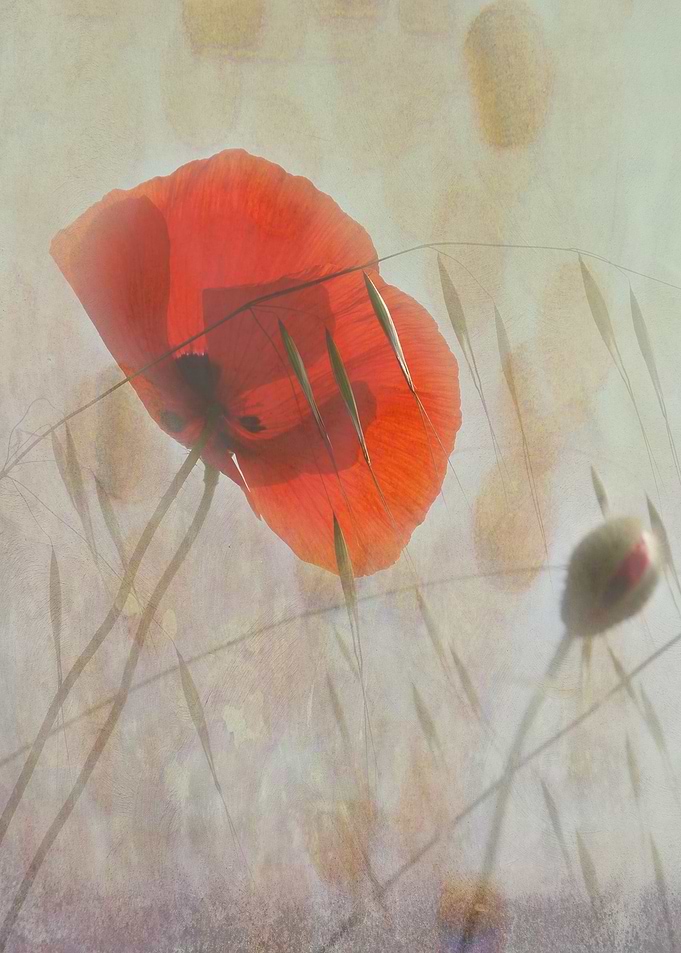 Poppy Beauty