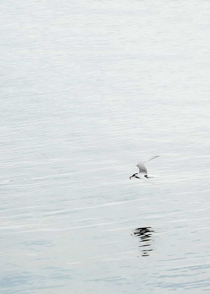 Tern