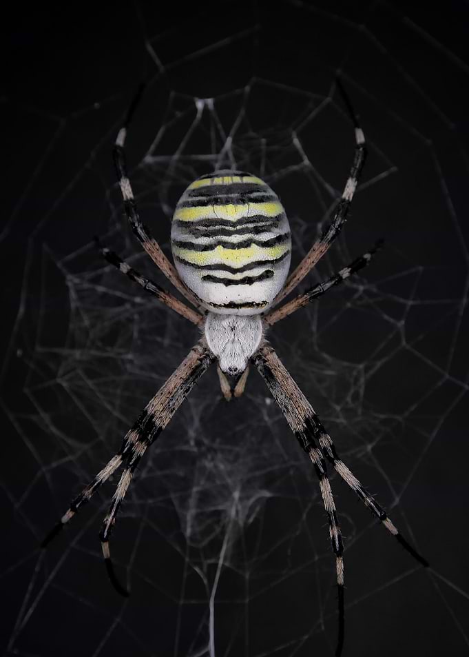 Golden Banded Garden Spider