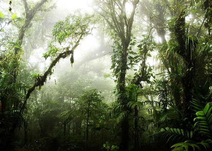 Cloud Forest