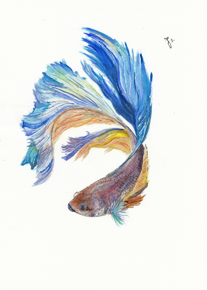 Fighting Fish