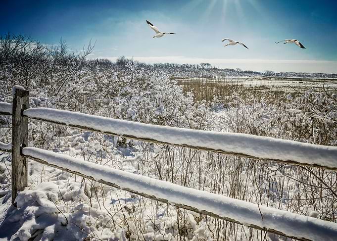 Winter Refuge