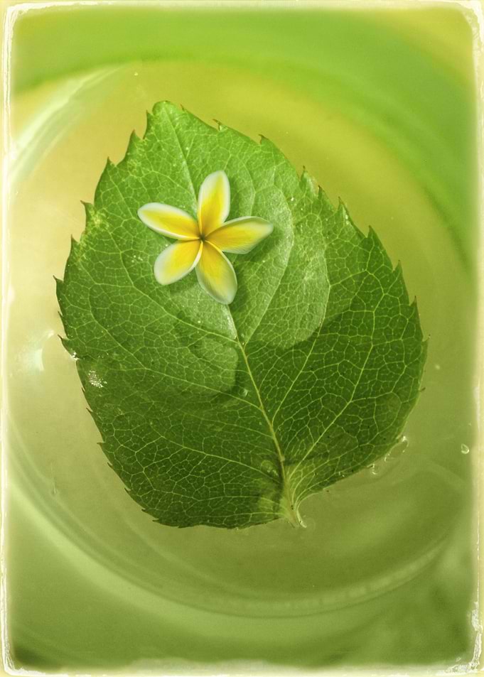 Leaf and Tiny Flower