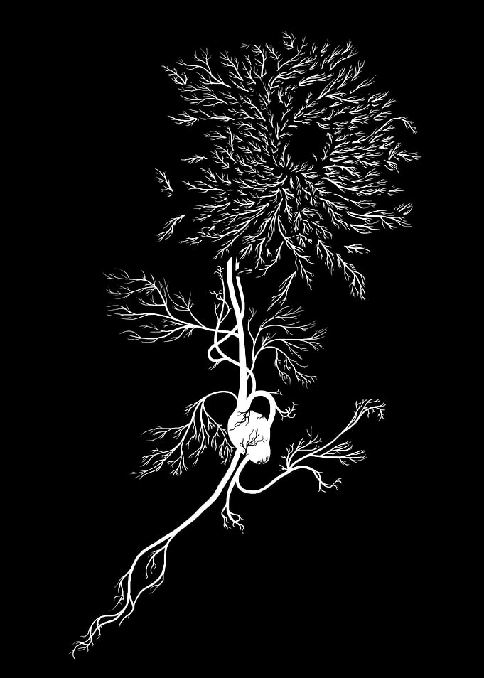 White Chrysanthemum