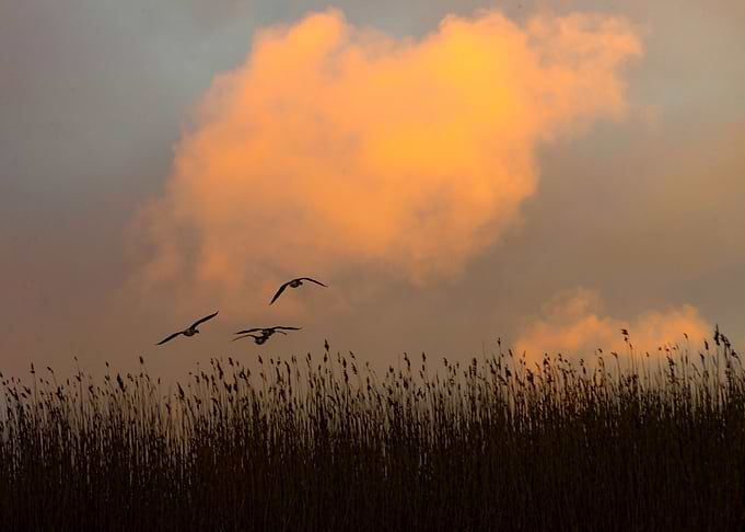 Grasslands At Dawn
