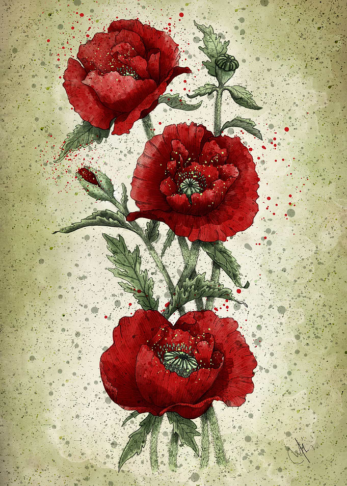 Red poppies