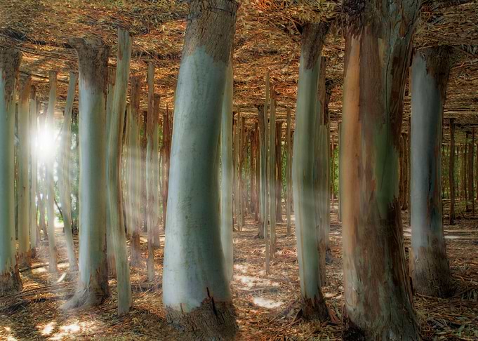 Odd Forest