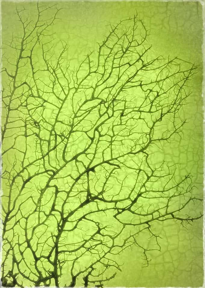 Green Ideas are Inspirational