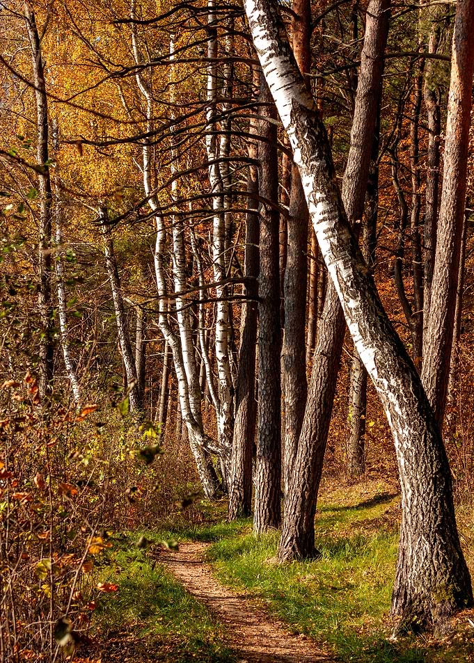 The Trail
