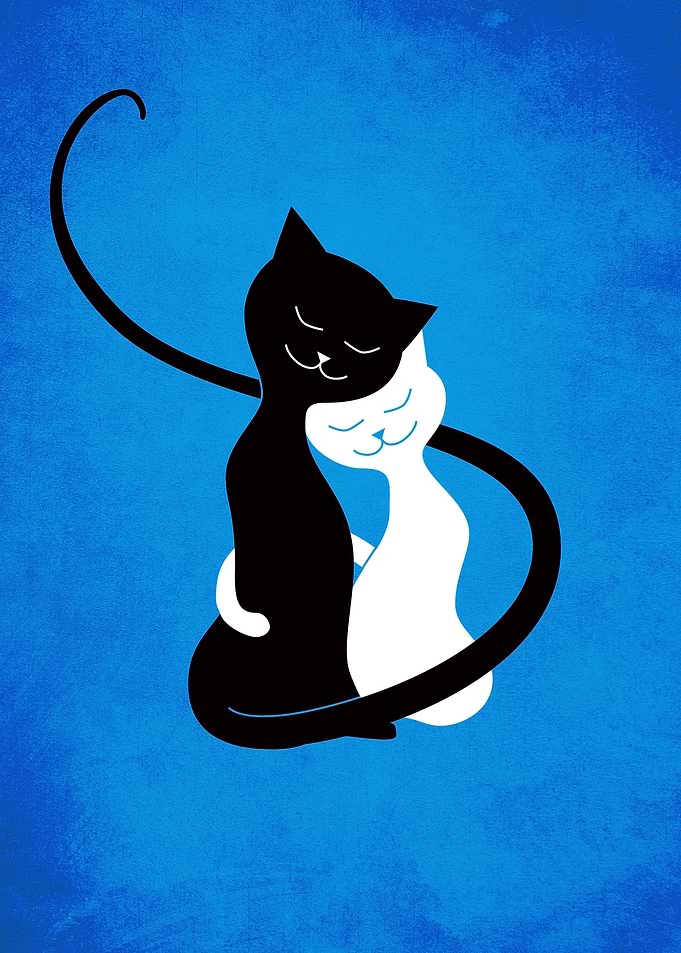 Hugging White and Black Cats In Love