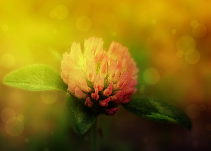 Mystical Flower