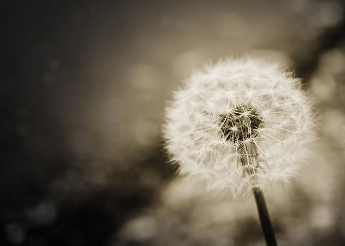 Dandelion