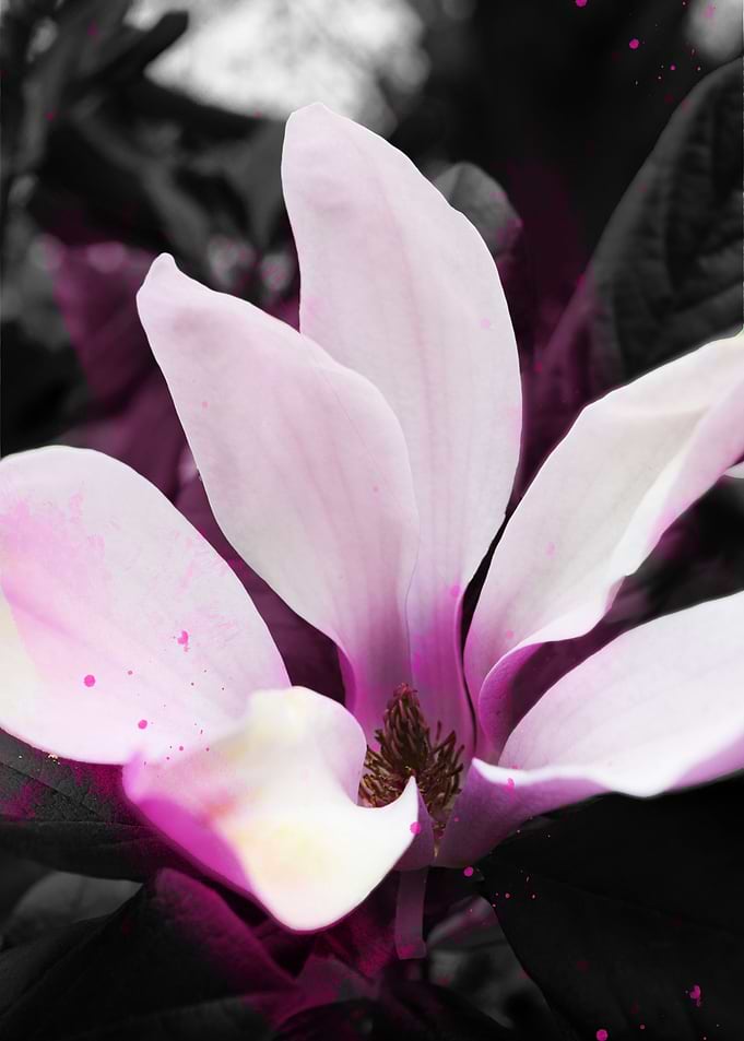 Pink Isolation