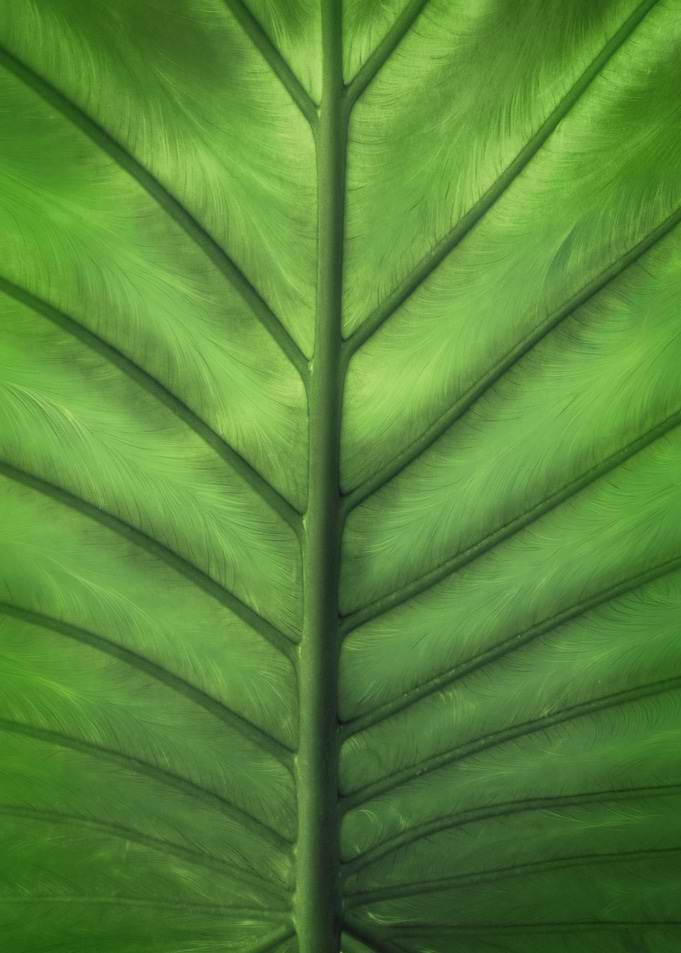 Green Leaf