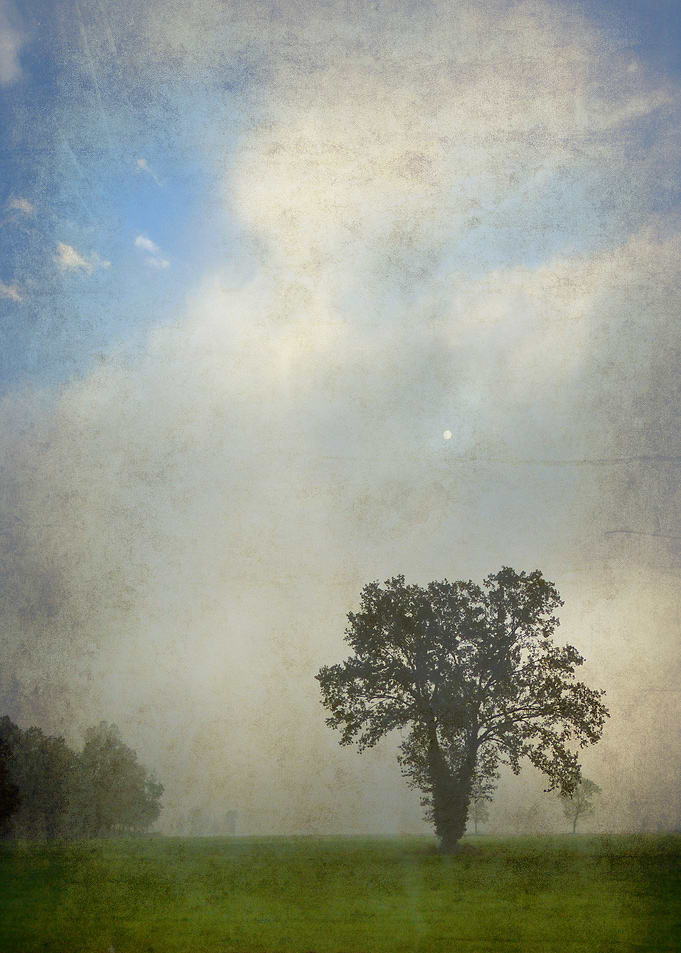 Huge Tree on a foggy autumn day in the Po Valley, Italy ...