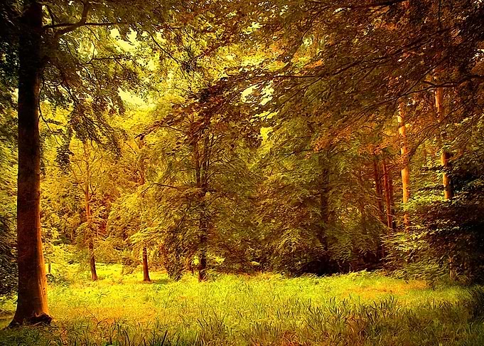 Autumn Forest