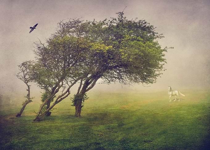 In a Fog