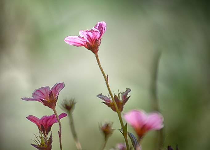 Olive and pink