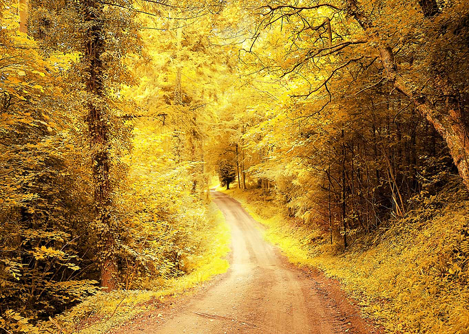 Autumn Path