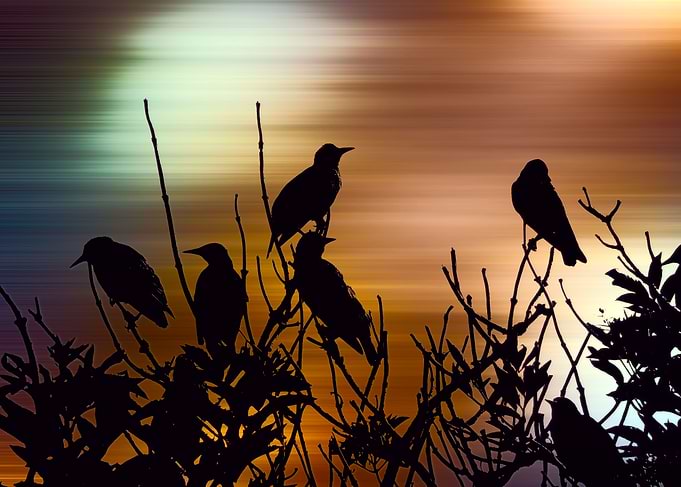 Vibrant dawn