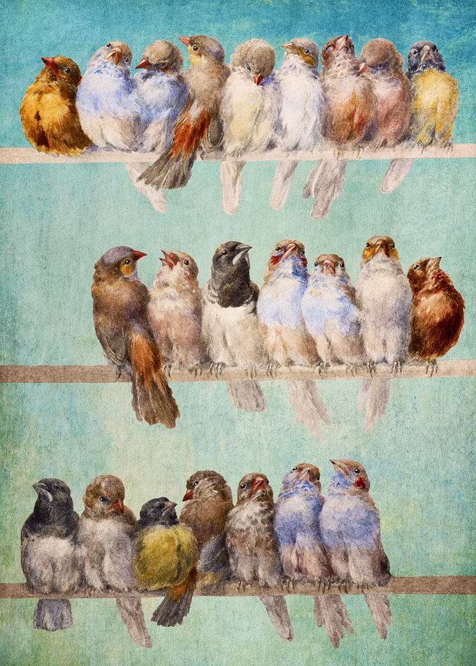 Birds Birds Birds