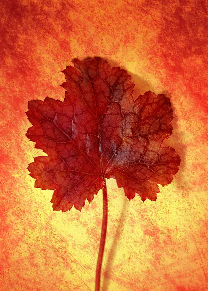 Leaf Still life with texture effects