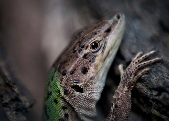 lizard