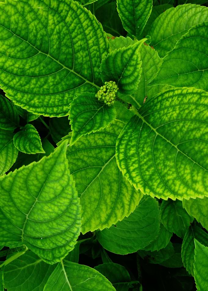 Hortensia Beauty
