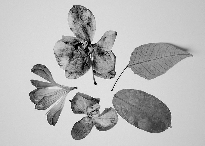 Natural Elements III ©2014 Anita Kovacevic