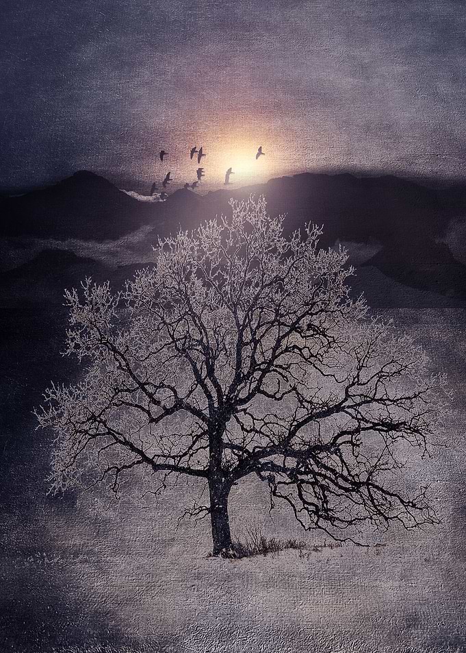 Lone tree