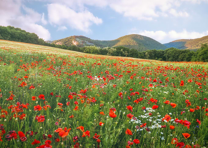 The Poppy field