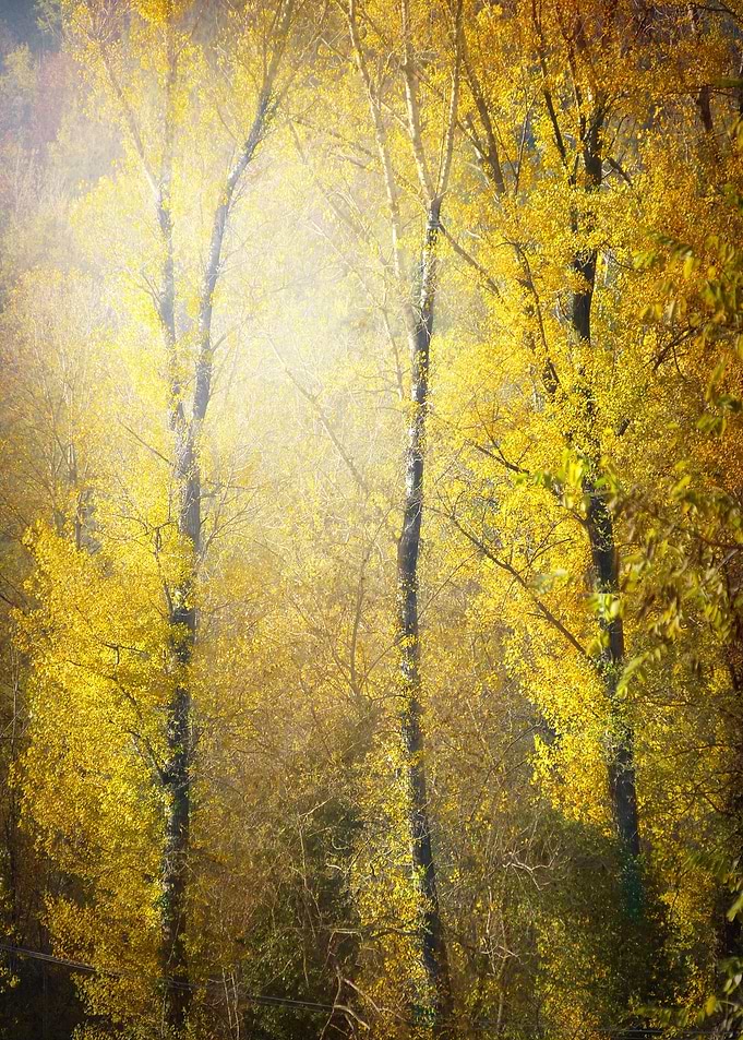 Golden Shine