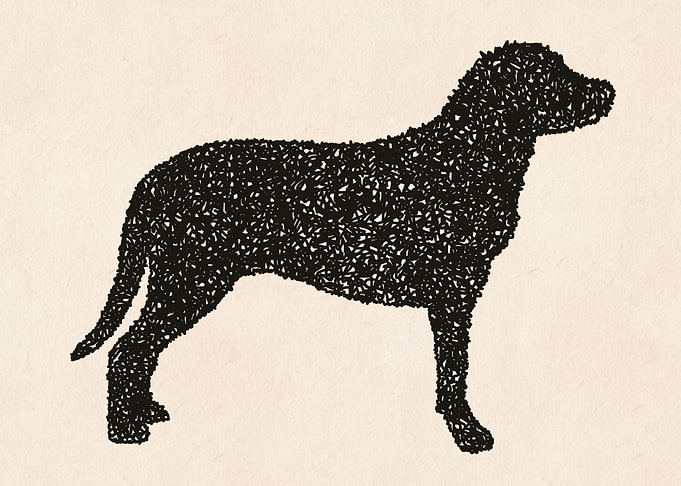 Black dog