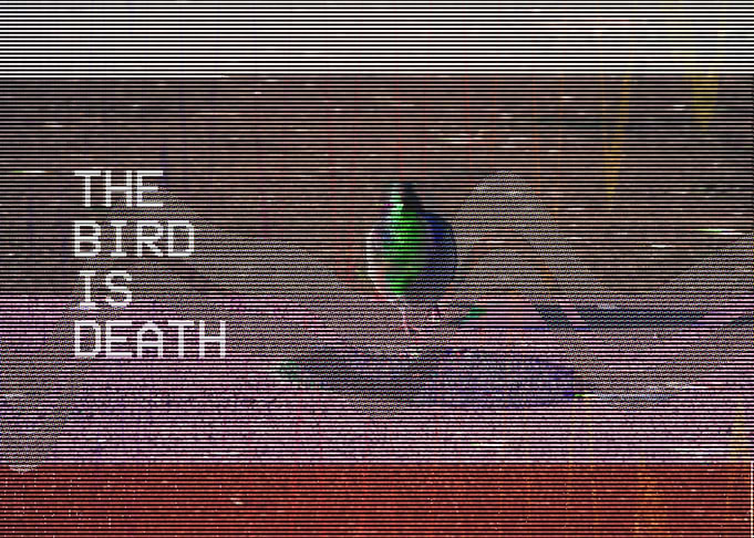 The Bird is Death