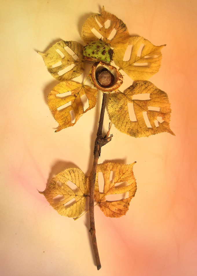 autumn flower CB